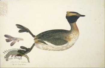 212 Swedish Birds . Colymbus Auritus, Horned Grebe